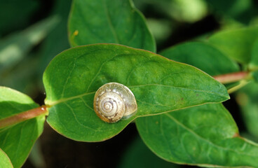 Escargot , helice des jardins; Cepaea hortensis