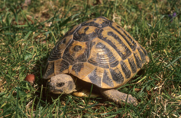 Tortue d'Hermann; testudo hermanni