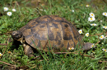 Tortue d'Hermann; testudo hermanni