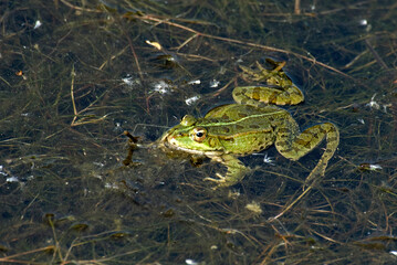 Grenouille verte; rana latastei