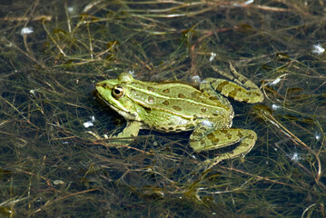 Grenouille verte; rana latastei