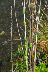 Rainette méridionale; hyla meridionalis