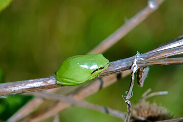 Rainette méridionale; hyla meridionalis