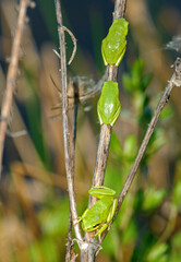 Rainette méridionale; hyla meridionalis