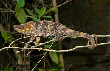 Caméléon à corne courte, Chamaeleo brevicornis, Madagascar