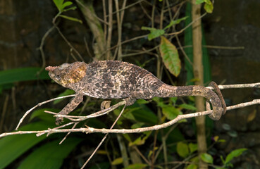 Caméléon à corne courte, Chamaeleo brevicornis, Madagascar