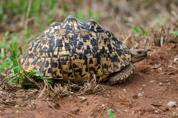 Fototapeta premium Tortue léopard, Stigmochelys pardalis, Tanzanie