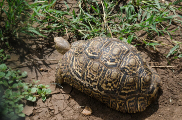 Tortue léopard, Stigmochelys pardalis, Tanzanie