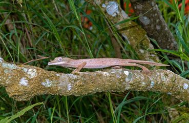 Gecko Rayé De Leaftail, Uroplatus, Madagascar
