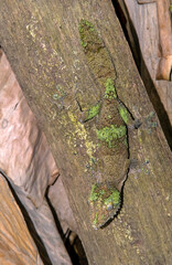 gecko à queue foliacée, Uroplatus, Uroplatus fimbriatus, Madagascar