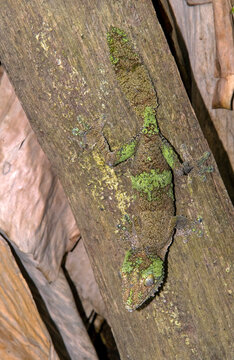 gecko à queue foliacée, Uroplatus, Uroplatus fimbriatus, Madagascar
