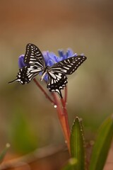 Beautiful colored butterfly at green nature background