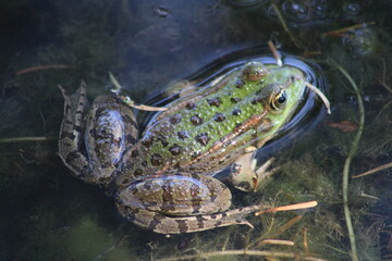 little green frog on the leaf in the lake