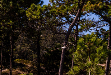 Gaviota en las Islas Cíes, Galicia.