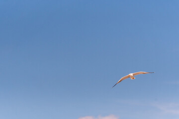Gaviota en las Islas C&iacute;es, Galicia.