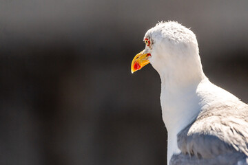 Gaviota en las Islas Cíes, Galicia.