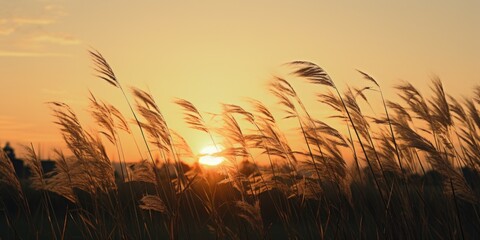 Sun setting behind tall grass, suitable for nature backgrounds