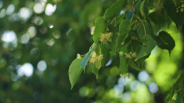 A branch of a flowering linden tree sways in the wind