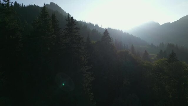 Sunlight Shining into Foogy Woodland Tree Nature Environment