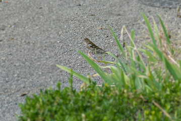 Female common chaffinch (Fringilla coelebs) sitting on a stone path in Zurich, Switzerland