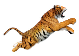 3D Rendering Big Cat Tiger on White