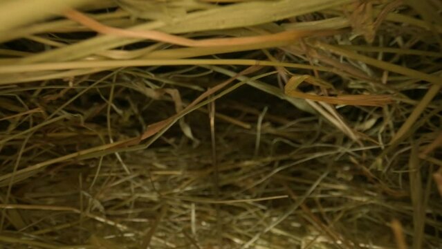Closeup of a needle in haystack. Macro photography.
