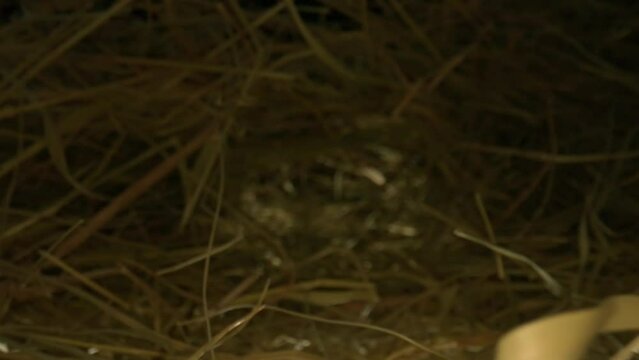 Closeup of a needle in haystack. Macro photography.