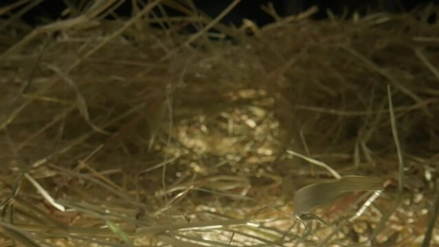 Closeup of a needle in haystack. Macro photography.