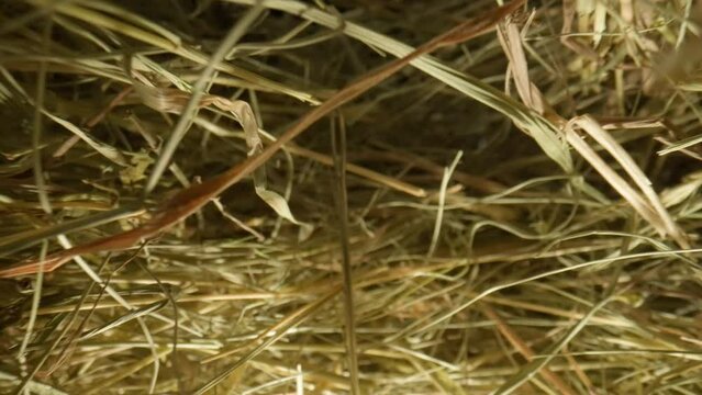 Closeup of a needle in haystack. Macro photography.