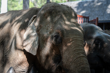 Fototapeta premium A portrait of an Asian elephant taken in Luang Prabang, Southeast Asia.