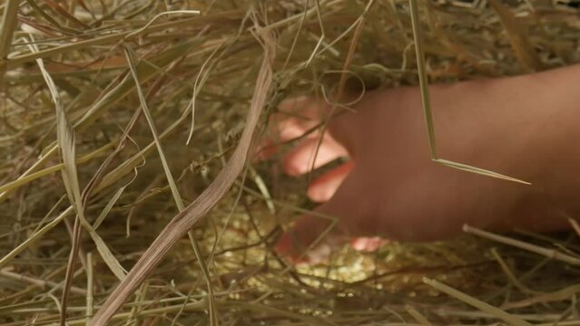 Hand looking for a needle in a haystack. Macro photography.