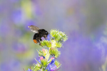 A dark bumblebee pollinating a beautiful Blueweed flower during an sunny evening in rural Estonia, Northern Europe