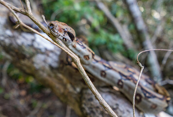 Boa constrictor imperator in Cahuita National Park, Costa Rica