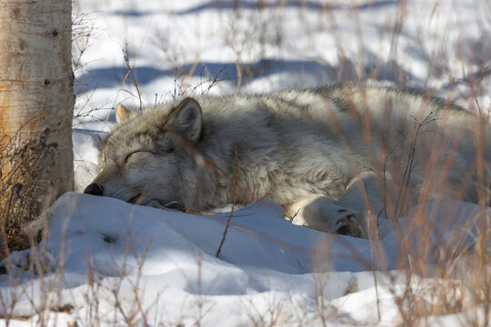 gray wolf sleeping in the snow covered forest in shadows on sunny winter day