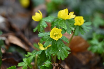Frühblüher - Winterlinge in voll Blüte