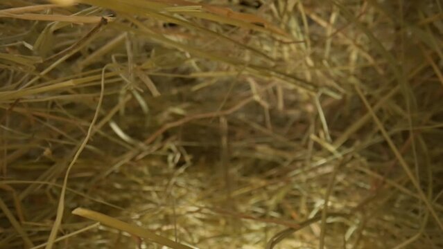 Closeup of a needle in haystack. Macro photography.
