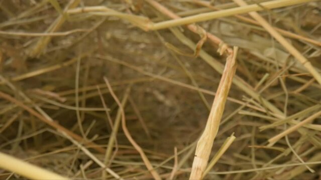 Closeup of a needle in haystack. Macro photography.