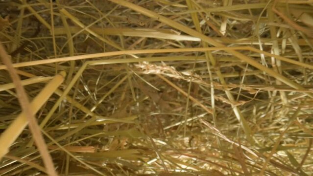 Closeup of a needle in haystack. Macro photography.