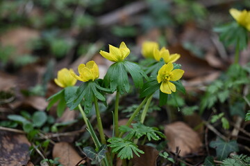 Frühblüher - Winterlinge in voll Blüte