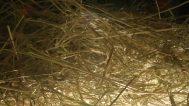 Closeup of a needle in haystack. Macro photography.