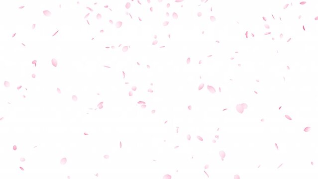上から下へと花びらが落ちる桜吹雪のループ動画 4Kのみ:アルファチャンネルあり Only 4K has alpha channel.