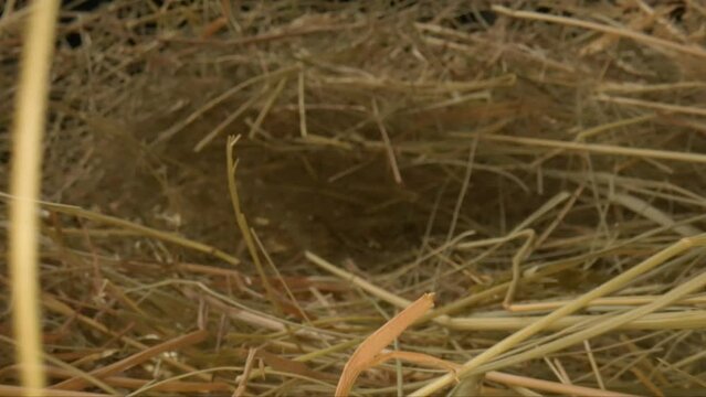 Closeup of a needle in haystack. Macro photography.