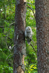 A predatory bird Ural owl perched and looking up in a summery old-growth boreal forest in Estonia, Northern Europe	