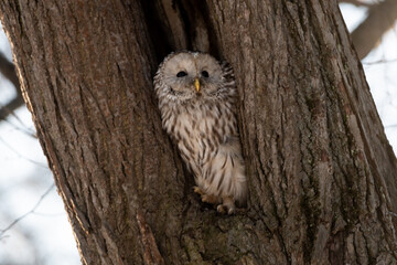 A close-up of a strix (tawny owl) sitting in a hollow tree in a city park in winter