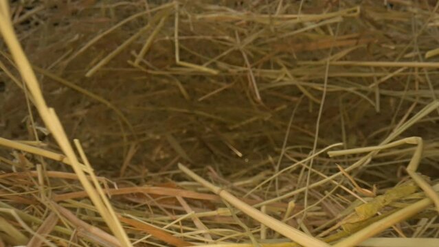 Closeup of a needle in haystack. Macro photography.