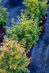 Fototapeta na wymiar Sunshine ligustrum, a small privet decorative shrub with bright yellow and lime leaves 