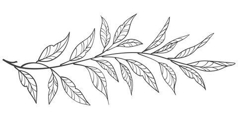 branch with leaves line art vector illustration