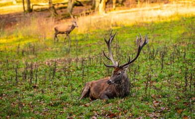 Red Deer Stag (Cervus elaphus) with big antlers, a majestic mammal, sitting on a meadow clearing in a natural reserve near Warstein Sauerland Germany. Autumn day in wildlife park with majestic animals