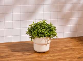 A beautiful green plant in a white pot stands on the table. Ecological interior design.