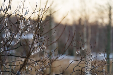 Pussy-willow branches in winter